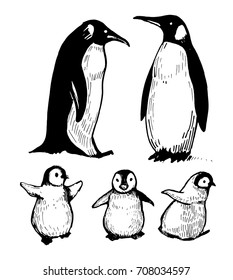 Penguins. Hand drawn illustration converted to vector