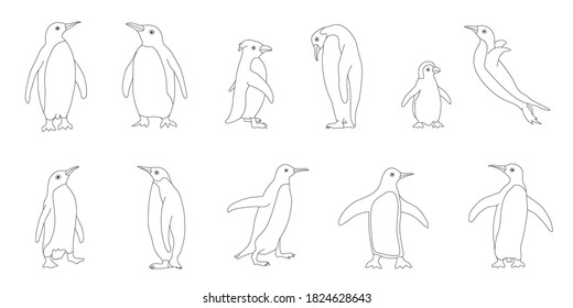 penguins line on white background