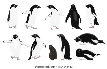 Adélie penguins set. Males, females and chicks of Adélie penguins. Birds of the South Pole. Realistic animals