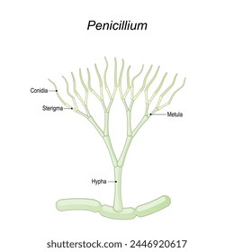 Penicillium anatomy. Structure of a Microscopic fungi that use in food and drug production. Part of a Fungus. Close-up of a Metula, Sterigma, Conidia, Hypha. vector illustration isolated on white