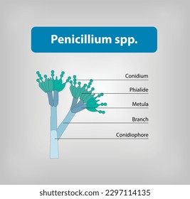 Penicillium spp. vector and illustration