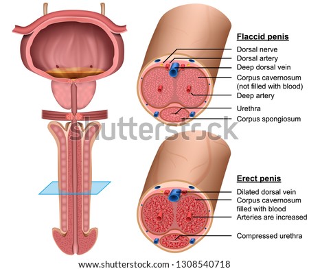 veľký rez penishomosexuáli hardcore porno
