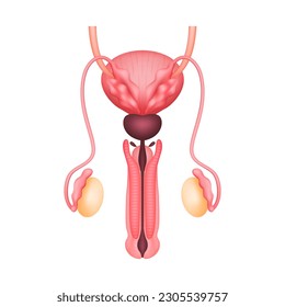 Penis-Anatomie-Modell einzeln auf weißem Hintergrund. Hauptorgan des Fortpflanzungssystems männlich. Medizin- und Wissenschaftskonzept. 3D-Vektorgrafik.