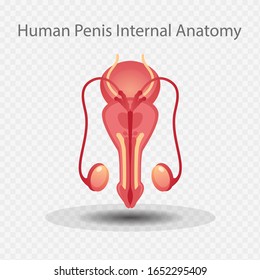 Penis Internal Anatomy vector illustration, male gender.