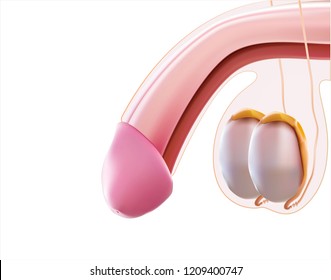Penis or Male Reproductive System is a 3D illustration.