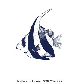 The pennant coralfish. Vector line drawing of a fish.