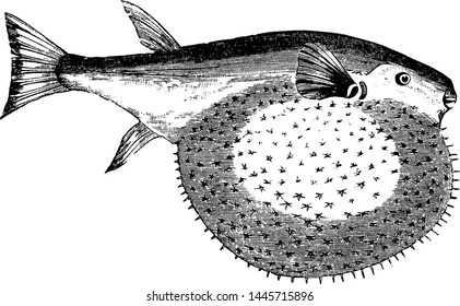 Pennat Globefish, vintage engraved illustration.