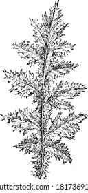 Pennative Leaf (Holly), From the Dictionary of Word and Things, 1888.