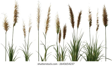 Pennisetum alopecuroides set, Chinese pennisetum, dwarf fountain grass, foxtail fountain grass, Chinese fountaingrass, ornamental grasses, garden plants, vector illustration.