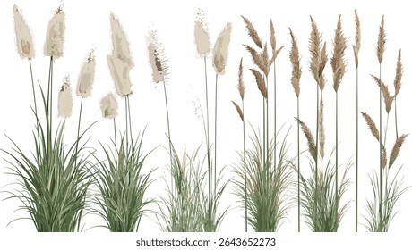 Pennisetum orientale cluster, oriental fountain grass, ornamental garden plant, landscape foliage element, botanical clipart, isolated cutout, vector illustration, natural greenery design resource.