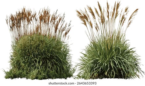 Pennisetum orientale and Hilaria mutica isolated tree cutout, ornamental grass plant, vector illustration, botanical garden, landscape design, nature background, tropical flora.