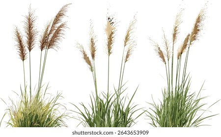 Pennisetum orientale, Panicum virgatum grass cluster, transparent background, vector illustration, wild meadow foliage, drought‑tolerant ornamental design, horticulture clipart.