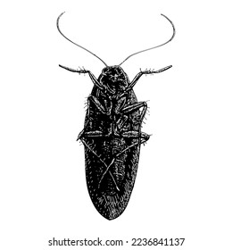 Pennsylvania Wood Cockroach hand drawing vector isolated on white background.