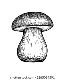 Seta de panecillos. Esbozo de tinta del rey bolete . Dibujo de estilo vintage.