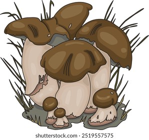 Penny Bun Mushrooms Illustration. Edible mushrooms Boletus Edulis. Cartoon Style on White Background