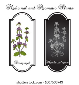 Pennyroyal (Mentha pulegium), medicinal plant. Hand drawn botanical vector illustration