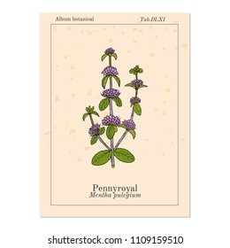 Pennyroyal (Mentha pulegium), medicinal plant. Hand drawn botanical vector illustration