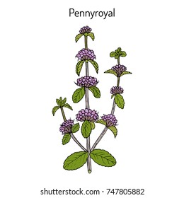 Pennyroyal (Mentha pulegium), medicinal plant. Hand drawn botanical vector illustration