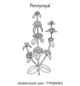 Pennyroyal (Mentha pulegium), medicinal plant. Hand drawn botanical vector illustration