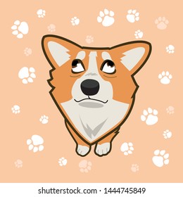 pensive dog Corgi looks in different directions