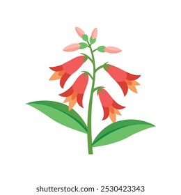 Penstemon Flor isolada vetor plana ilustração em fundo branco.