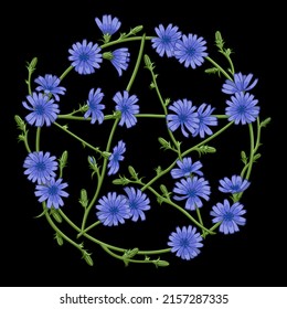 Pentagram shaped wreath of blue chicory flowers on black background. Wiccan mystical symbol. Vector illustration 