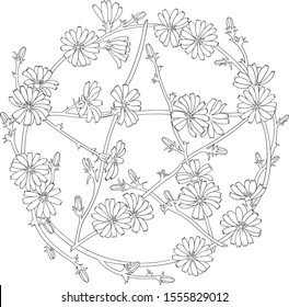 Pentagram shaped wreath of chicory flowers. Wiccan symbol. Vector outline isolated