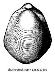 Pentamerus Brachiopod which lived from the Silurian to the Middle Devonian in Asia, vintage line drawing or engraving illustration.