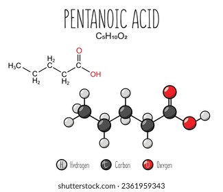 Pentanoic acid skeletal structure and flat model representation, isolated on a blank background. Vector editable