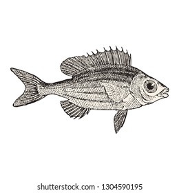 pentapod fish  vector hand drawn illustration