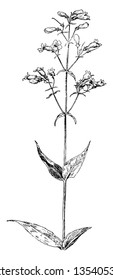 Pentstemon has white, pink, red, blue, or purple flowers with five stamens, one of which is bearded and sterile, vintage line drawing or engraving illustration.