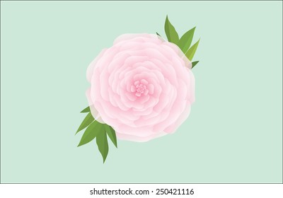 peonie flower