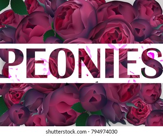 Peonies background Vector realistic background. Purple colors