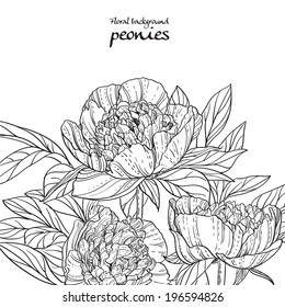 Peonies black line art background on white background