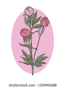 peonies brunch leaves color vector