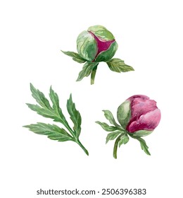 Peonies buds and leaf watercolor. Burgundy flowers. Vector illustration. For greeting cards, wedding invitations and large holiday banners, posters.