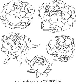 Peonies. Contour drawing of flowers. Vector graphics 