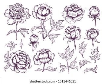 Peonies doodle. Leaves and buds floral pictures botanical vector hand drawn collection