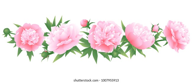 Peonies. Floral background. Border. Pink flowers. Vector illustration.