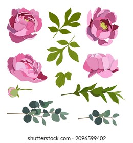 Peonies flowers isolated and branch eucalyptus on a white background. Vector illustration.