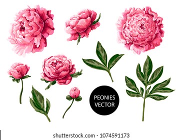 Peonies Flowers Isolated On A White Background. Vector Illustration.