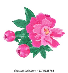 Peonies flowers isolated on white background. Pink flowers. Green leaves. Greeting card, print on the T-shirt, posters of vintage design. Hand drawing.Vector illustration
   
