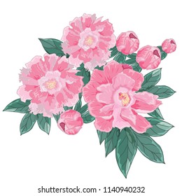 Peonies flowers isolated on white background. Pink flowers. Green leaves. Greeting card, print on the T-shirt, posters of vintage design. Hand drawing.Vector illustration