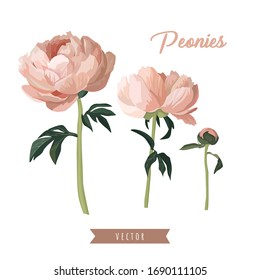 Peonies flowers isolated on white background. Hand drawn vector set. Nature elements. 