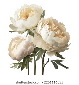 Peonies flowers on a white background, isolate. Vector stock illustration eps10.