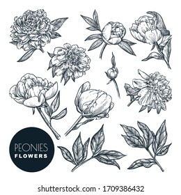 Peonies flowers set, vector sketch illustration. Hand drawn floral nature design elements. Peony blossom, leaves and buds isolated on white background.