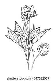 Peonies, flowers, vector illustration