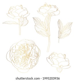 Peonies golden outline set on white background. Spring summer flowers design elements. Leaves, flowers and branches.