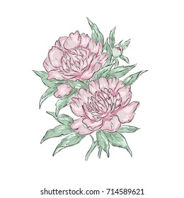 Peonies. Hand draw of flower. Vector illustration. 