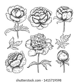 Peonies hand drawn. Floral garden sketch of flowers bud and leaves vector collection of peonies. Illustration of peony blossom, flower sketch botanical